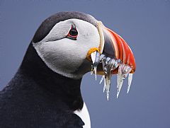 A lucky puffin has secured a solid mouthful. Puffins are one of several seabird species that are very vulnerable to oil spills and non-sustainable harvesting of fish resources. Photo: Scanpix. 