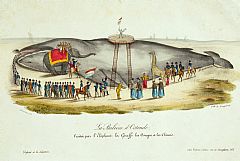 Den 4. november 1827 ble det funnet en strandet blåhval ved Ostende, Nederland. Foto: Mekonnen Wolday. Hvalfangstmuseet i Sandefjord (se full tekst nedenfor)