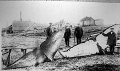 Halefinne av blåhval og knøl. Vadsø ca. 1900. Foto: Hvalfangstmuseet i Sandefjord, M.G. Pouchet