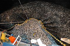 300 tonn med sild slukt av notposen. Ringnotsnurparen «Trinto» på fiske oktober 2008. Foto: Kjell-Tore Sivertsen © Scanfishphoto