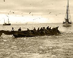 Havets sølv. Storkast av vintersild på vestlandskysten i 1950- årene. Foto: Ukjent. Norges Fiskerimuseum.