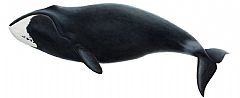 Grønlandshvalen er mørk med hvitt hakeparti, den mangler ryggfinne og har en svak antydning til nakke. I profil er hodet triangelformet. Ill; Jón Baldur Hlíðberg 