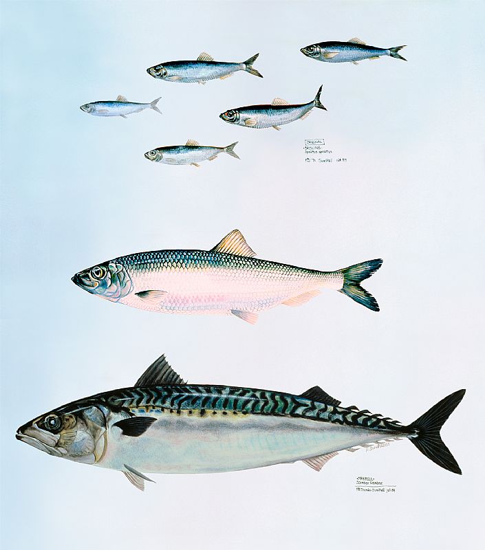 Sprat, herring and mackerel. Illustration: Paul Sundhell.