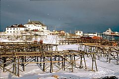 Røst der Pietro Querini strandet i 1432 har opplevd et svært rikt fiske i de siste årene. Her er stedet fotografert i 1996. Hjellene er klare for henging av sesongens fangst. Foto: Helge A. Wold, Tromsø Museum, Universitetsmuseet.