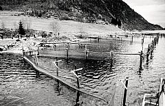 3. Sogningen Erling Osland laget seg «fiskebur» av  notlin montert på faststående stolper i sjøen.  Foto: Helge Sunde 