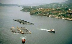 Oppblomstring av giftige alger på Sørlandet i 1988. Foto: Norsk Fiskeoppdrett (se fullstendig tekst nedenfor)